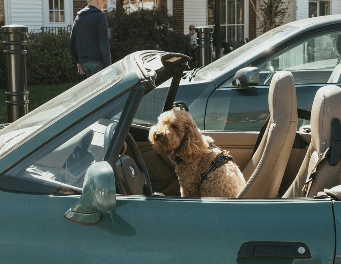 Dog sitting in a convertible car, representing pet hair issues in vehicles — Premier Autos Detailing, West Plains MO