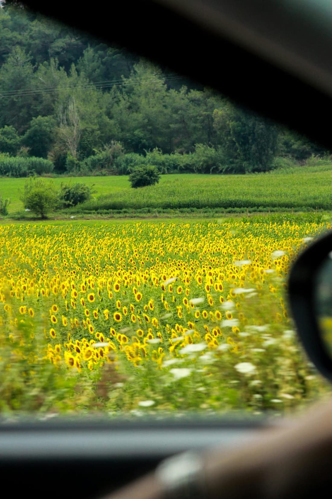 A scenic view of a sunflower field seen from inside a car, representing pollen season and the need for interior detailing.