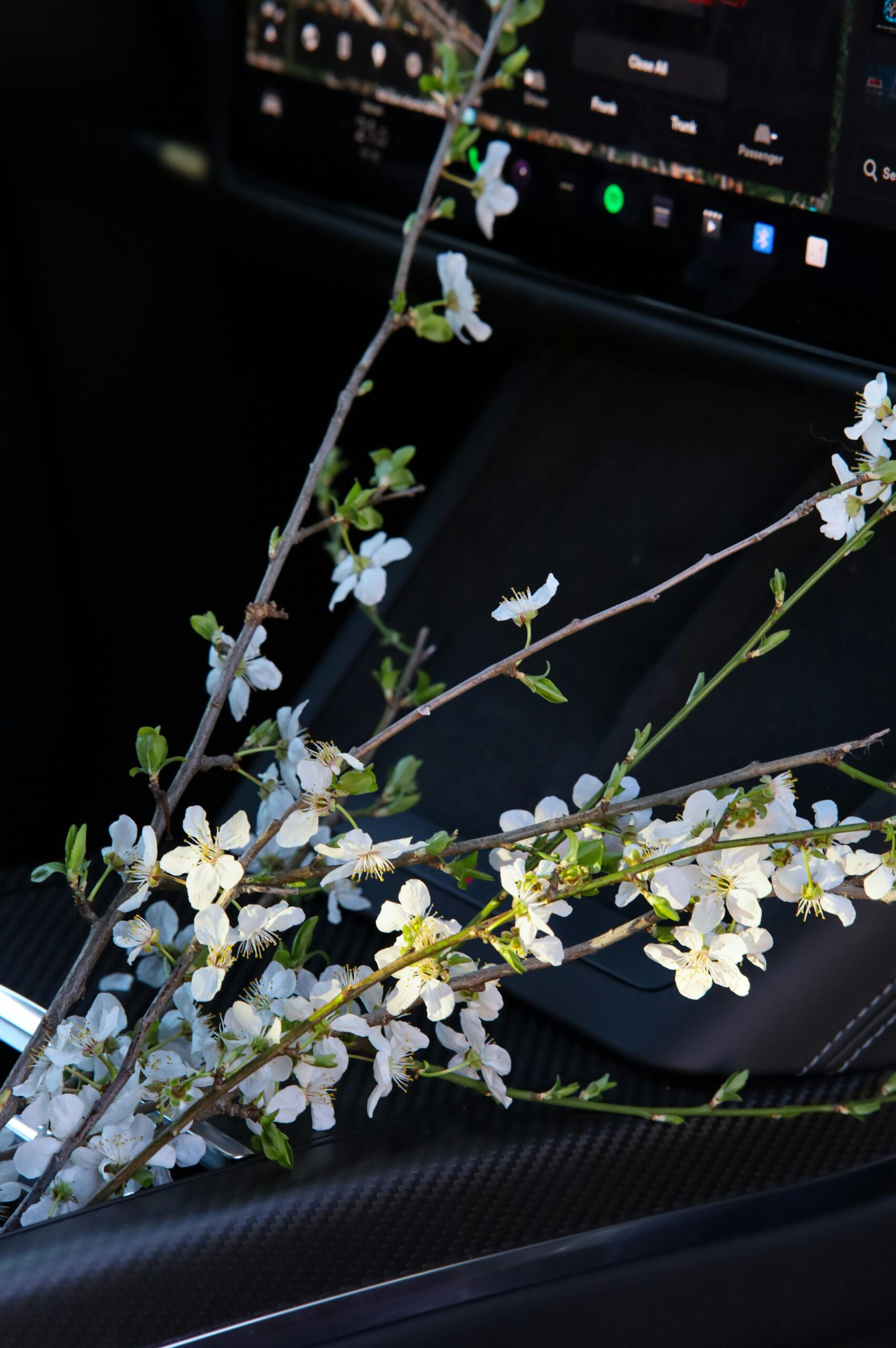 pexels-cafepolverini-15912504 Fresh flowers placed on the center console of a professionally detailed car in West Plains, MO by Premier Autos Detailing.