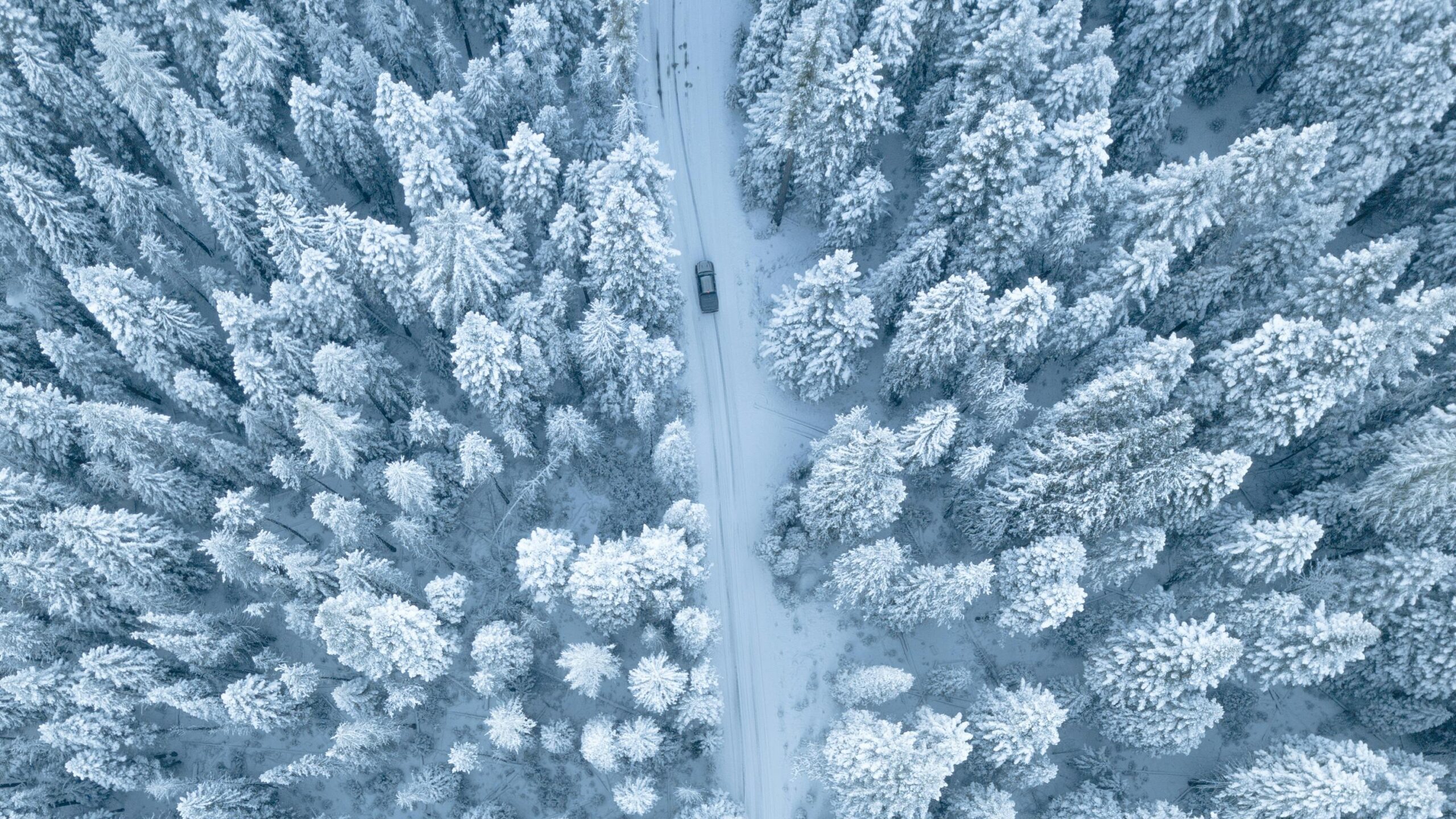 pexels-digitech-1871359 "Car driving through a snowy forest of pine trees, highlighting the importance of winter car care. Protect your vehicle this season with Premier Autos Detailing in West Plains, MO."