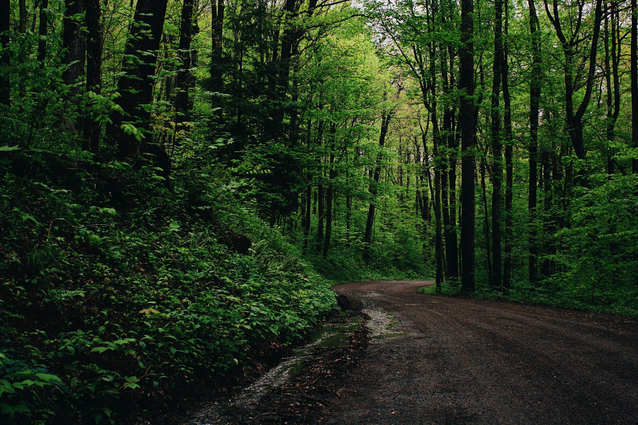 pexels-cody-king-433493-1118667 A winding dirt road through a lush green forest after rainfall.
