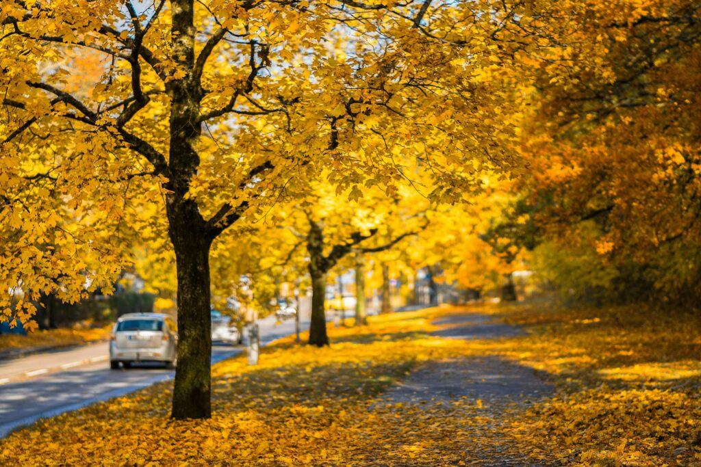 Car driving down a road lined with bright yellow autumn trees and fallen leaves in West Plains MO